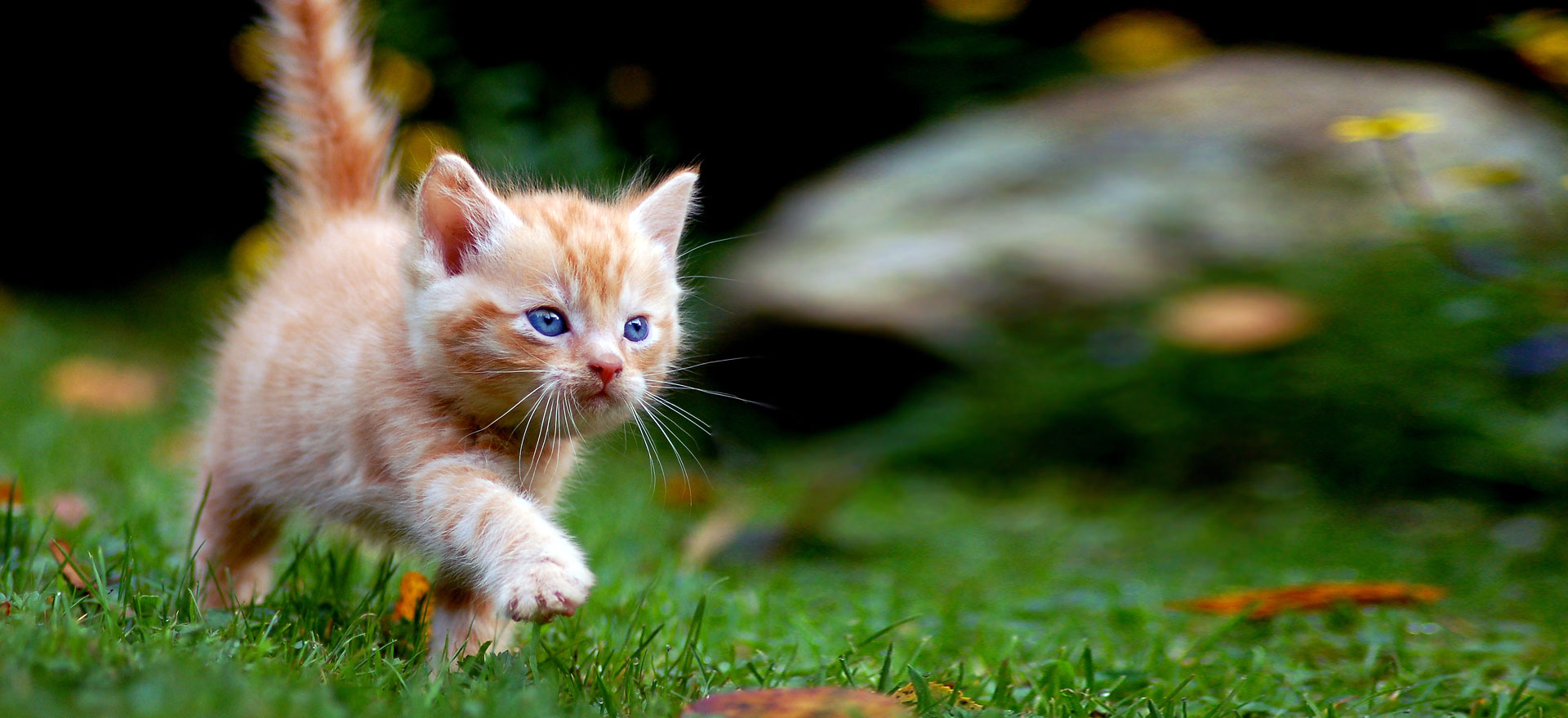 Dog Groomers Melbourne VIC, Dog Nail Clipping, Professional Pet