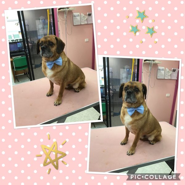 Gallery of Professional Dog Grooming Services South Melbourne