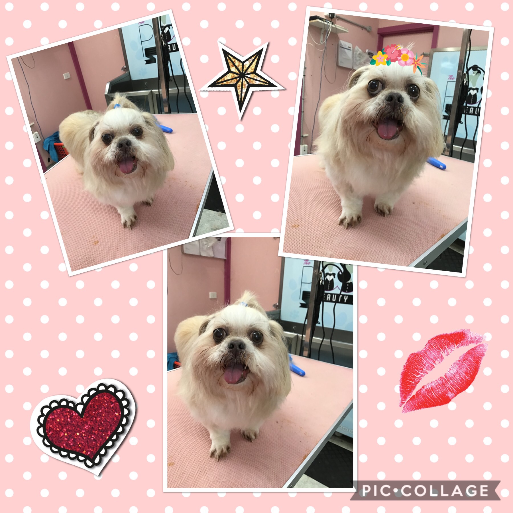 Gallery of Professional Dog Grooming Services South Melbourne