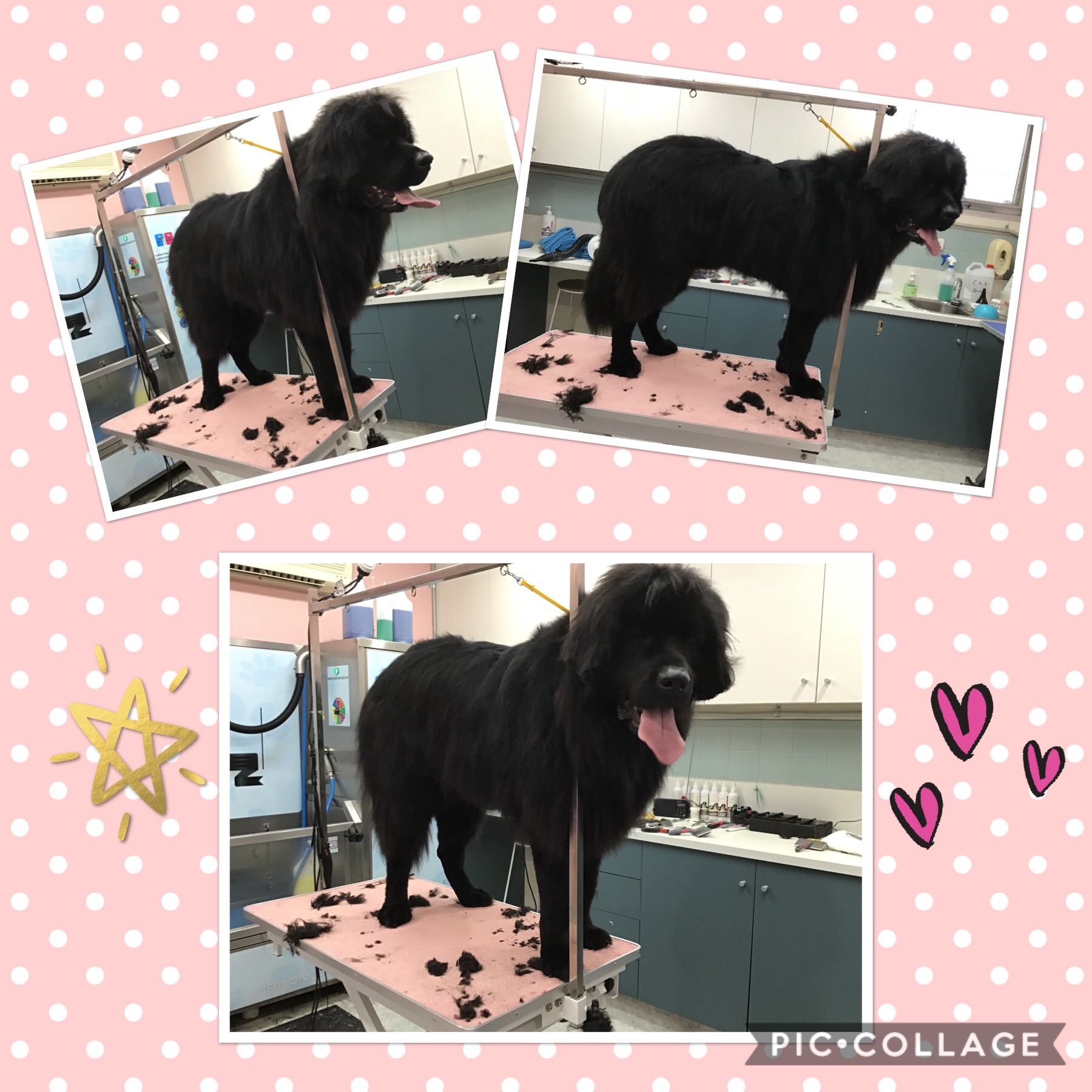 Gallery of Professional Dog Grooming Services South Melbourne