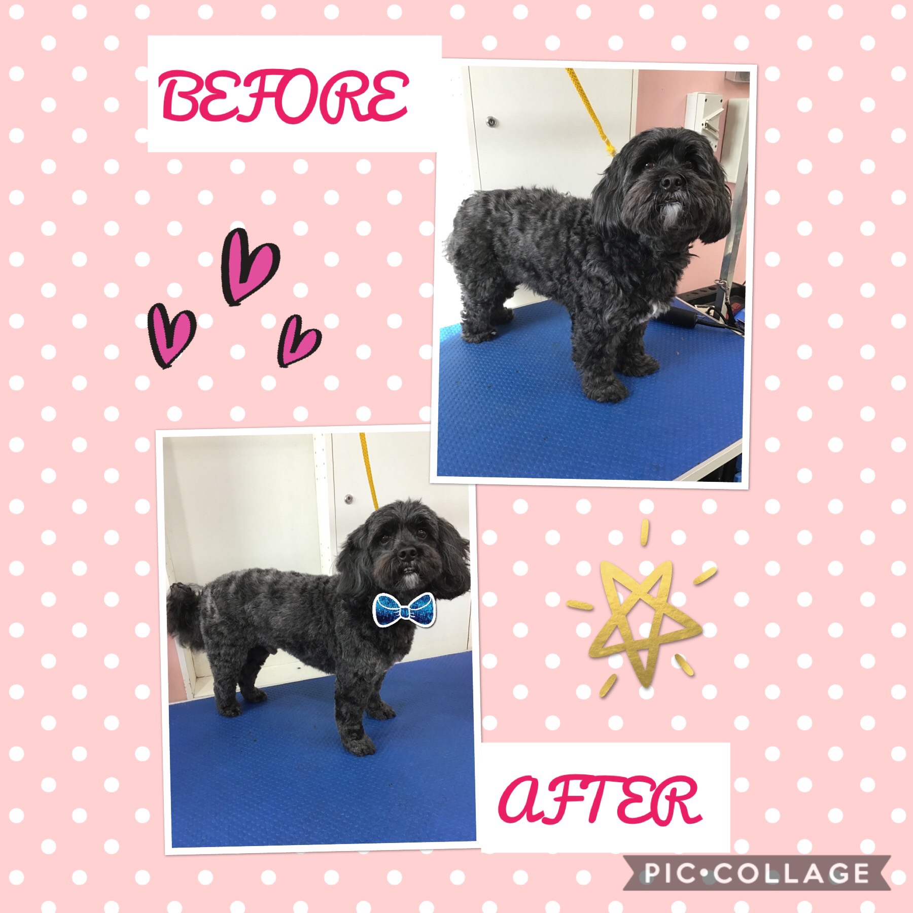 Gallery of Professional Dog Grooming Services South Melbourne